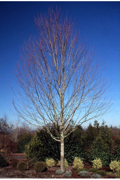 Клен фрімані Джефферсред